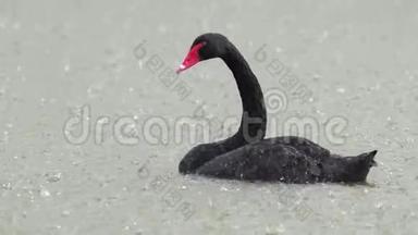 黑天鹅在大雨中在湖上游泳。 <strong>巨蟹座</strong>