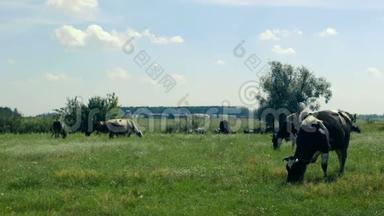 一群奶牛在草地上吃草，吃着青草。 大农场<strong>的</strong>房子背景很远。 <strong>天气晴朗</strong>
