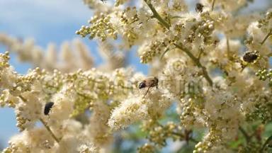 树枝上的白花是由蜜蜂授粉的。 慢动作。 许多不同的昆虫采集花蜜