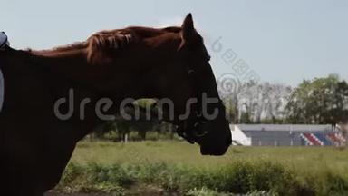 骑师骑着一匹马在河马场上。 马的头部`特写。 斯塔迪卡姆。