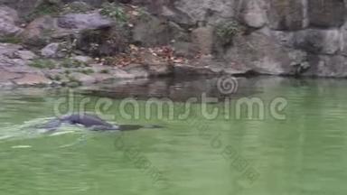 可爱的皮毛海豹在柏林动物园的池塘里游泳。 4k.