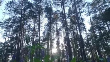 阳光充足的森林中的高松树.
