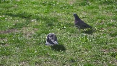 可爱的鸽子。 鸽子和柯克鸽子在绿色的草坪上。