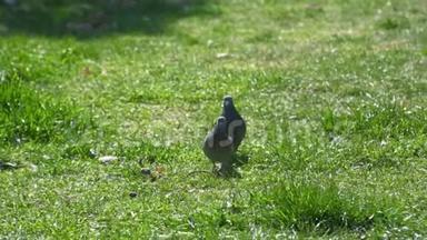可爱的<strong>鸽子</strong>。 <strong>鸽子</strong>和柯克<strong>鸽子</strong>在绿色的草坪上。