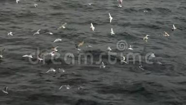 成群的海鸥不断地在水面上叫喊着，从水面上飞起来