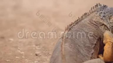 橘色鬣蜥行走在<strong>沙化</strong>景观中.. 后景拍摄后的电影。