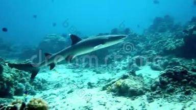白尖礁鲨鱼