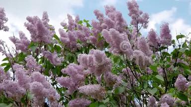 美丽的灌木丛在春天绽放紫色的紫丁香