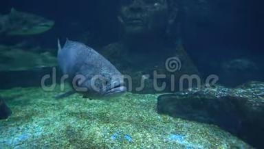 大灰鱼，圆圆的眼睛和大嘴巴游过海底的石底