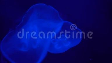 两只水母在蓝色的海水中优雅地缓慢地<strong>游动</strong>