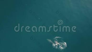 空中跟踪海豚与婴儿。 游泳和跳跃海豚的俯视图。