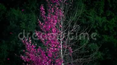 抽象的粉红色叶树风脱落