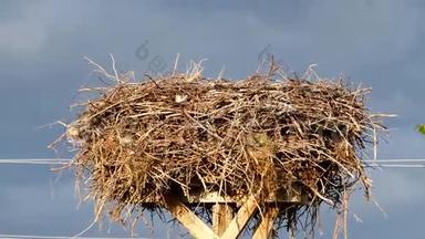 雀鸟，鹳巢和雀鸟围绕鹳巢筑巢，鹳巢上有雀巢，
