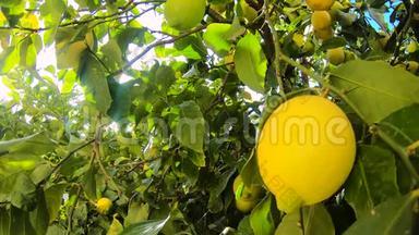 成熟的柠檬挂在柠檬树上。 黄色柠檬生长在花园里的一棵树上。 阳光照耀着树枝