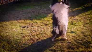 边境牧羊犬的慢动作跳跃，并在苏尼特的花园里接住网球。