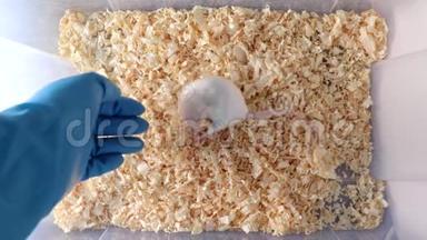 一位科学家、蓝胶手套研究员从塑料实验室容器中取出一只白色实验室老鼠