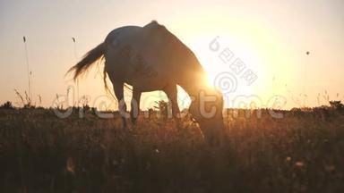 浪漫的马在一大片田野里吃草，头底下晒着太阳
