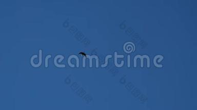 梦中的鹤在蔚蓝的天空中飞翔，在夏日的阳光下，在懒洋洋地