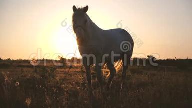 高贵的马，尾巴飘动，望着闪闪发光的夕阳在邋遢