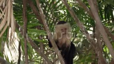 令人难以置信的中美洲<strong>白脸</strong>卷尾猴爬树