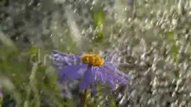 夏天在绿茵的花园里，在雨滴下，一朵朵欢快的雏菊