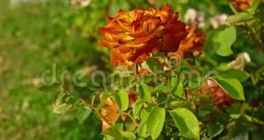 汉德尔拍摄的橙色玫瑰