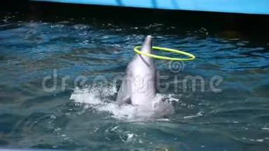海豚在游泳池里旋转抱箍。 海洋生物，哺乳动物。
