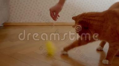 可爱的姜猫试图抓住一个挠痒痒的人，在家里<strong>嬉戏</strong>和快乐。