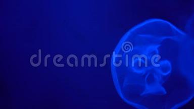 <strong>美杜莎</strong>在蓝色背景下在水中缓慢移动，近距离观看