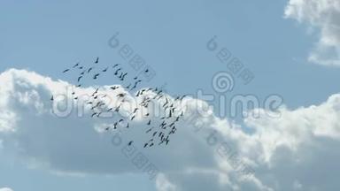 一群鸟儿在飞翔。