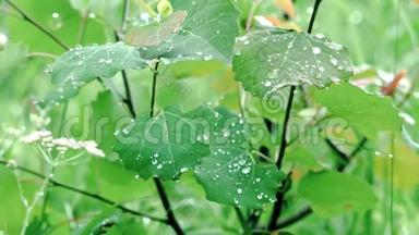 用露珠特写绿叶.. 库存录像。 美丽的灌木叶雨后覆盖着水滴。 精神饱满