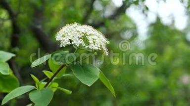 春季黑长老植物白花簇和叶4K