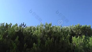 松枝与钉在风中摇曳的蓝天。 温暖的夏日阳光明媚的圣莫尼卡。 特写