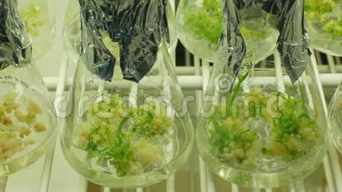 瓶管试验生长生物技术植物实验室，研究药用植物大麦和黑豆