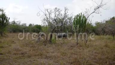 珍稀成年非洲野生白犀牛在保护中被灌木丛放牧