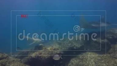 优雅的豹鲨和蓝色海洋中平静的曼塔射线相机取景器视频