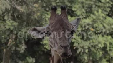 长颈鹿用舌头清理鼻孔