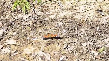 明亮的小蝴蝶在大<strong>自</strong>然森林中的地上移动，昆虫的概念。 <strong>媒体</strong>。 美丽的橙色和黑色
