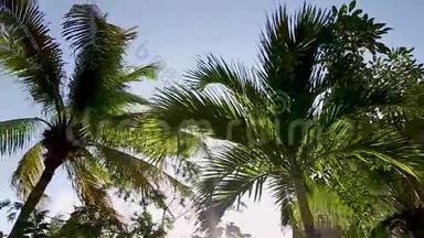 在一个热带墨西哥度假胜地，热带棕榈树在微风中轻轻地吹着。