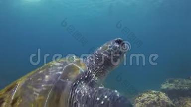 绿海龟或海龟与海雀在澳大利亚的蓝海礁<strong>亲密</strong>接触