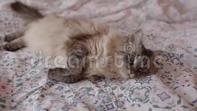 可爱的Neva化妆猫躺在家里的床上，感觉很困