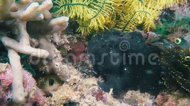 水下<strong>大特写</strong>，五颜六色的暴躁紫蛙鱼宿务海菲律宾