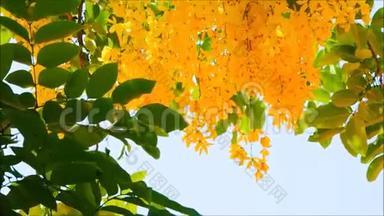 一朵美丽的黄色决明瘘花，绿叶在温暖的春风中摇曳在植物园里。
