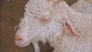 一个镜头，白色安哥拉山羊在近距离与身体颤抖时，呼吸进出。