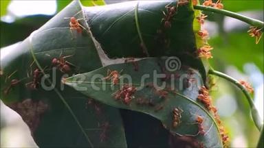 一群红蚂蚁在芒果树上的巢里走来走去。