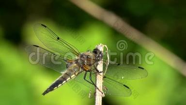 蜻蜓宽体追逐者或宽体达特莱贝拉雌虫坐在干茎上