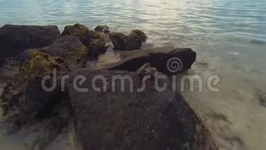 蟹在热带沙质珊瑚滩上的岩石上爬行。 巨蟹座或巨蟹座