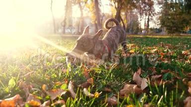 主人和狗在公园里散步。 狗在公园里玩棍子，在夕阳下。 照顾和训练宠物。