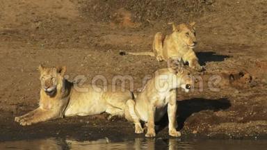 肯尼亚马拉河边有三只小狮子坐在一起