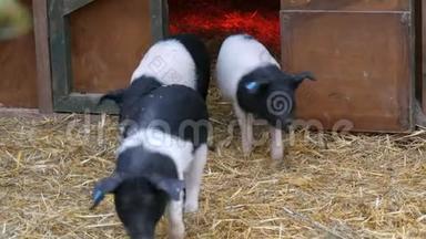 <strong>三只</strong>有趣的黑白猪在农村院子里的婴儿床附近散步玩耍